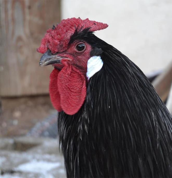 Gite Hansel De La Ferme Du Schneeberg Wangenbourg-Engenthal ภายนอก รูปภาพ